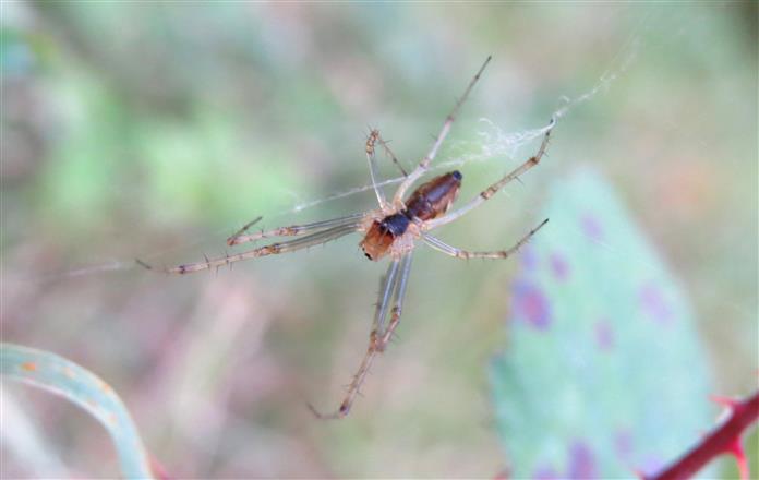 Linyphia triangularis - Castro Laboreiro, Portugal